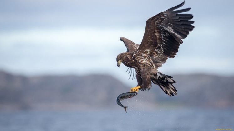 bird, Eagle, Animal HD Wallpaper Desktop Background