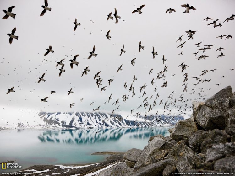 dovekies, Svalbard HD Wallpaper Desktop Background