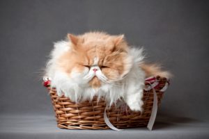 sleeping, Furry, Cat, Persian