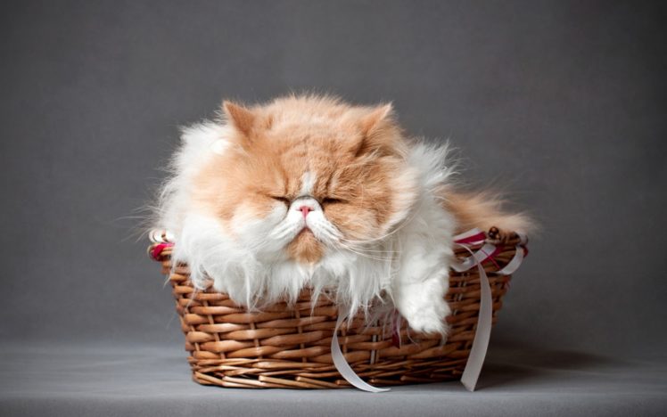 sleeping, Furry, Cat, Persian HD Wallpaper Desktop Background