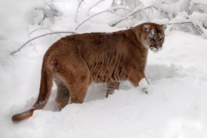 winter, Mountain, Lion, Snow, Cougar, Puma