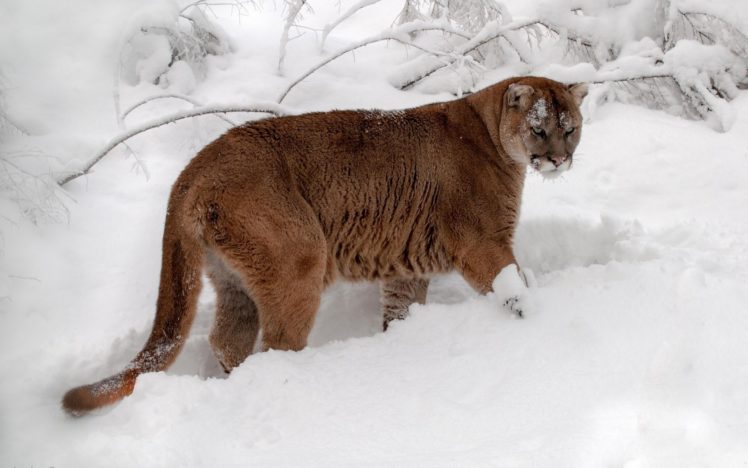 winter, Mountain, Lion, Snow, Cougar, Puma HD Wallpaper Desktop Background