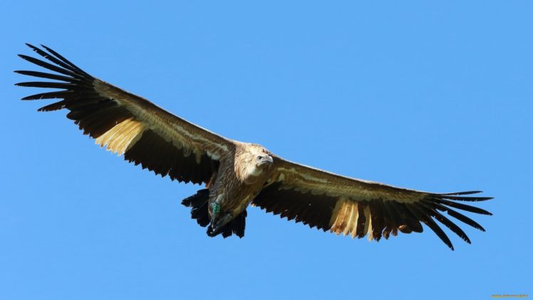 eagle, Wings, Sky, Animal, Bird HD Wallpaper Desktop Background