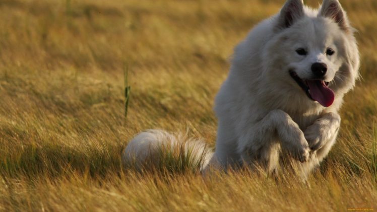 dog, White, Run, Animal HD Wallpaper Desktop Background