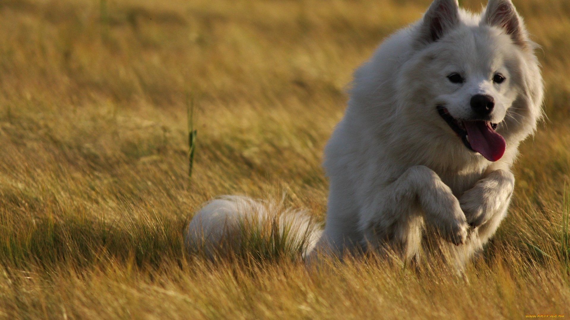 dog, White, Run, Animal Wallpaper