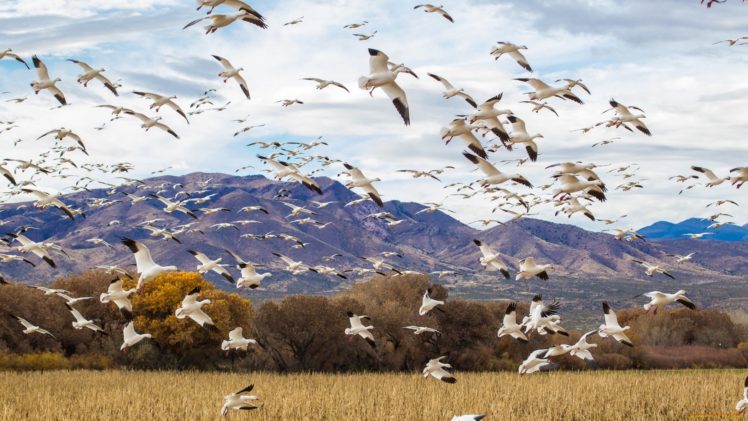 birds, Wild, Animals HD Wallpaper Desktop Background