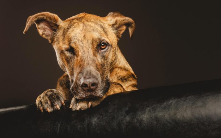 dog, Animal HD Wallpaper Desktop Background
