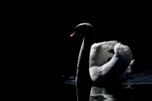 swan, Bird, Beautiful, White, Black, Bw