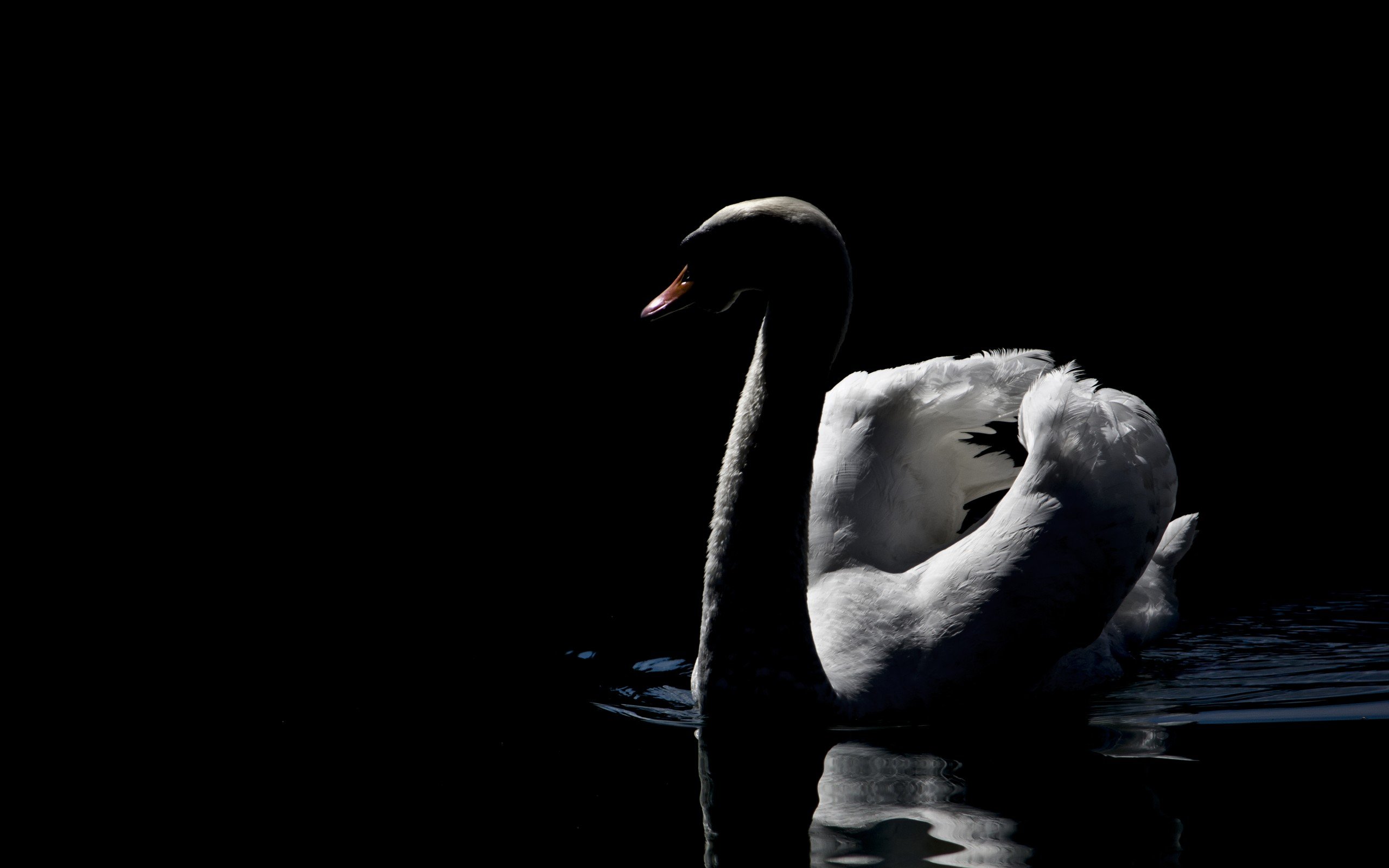swan, Bird, Beautiful, White, Black, Bw Wallpaper