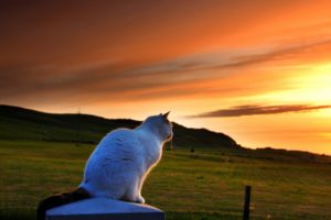 cat, Looking, To, Sunset