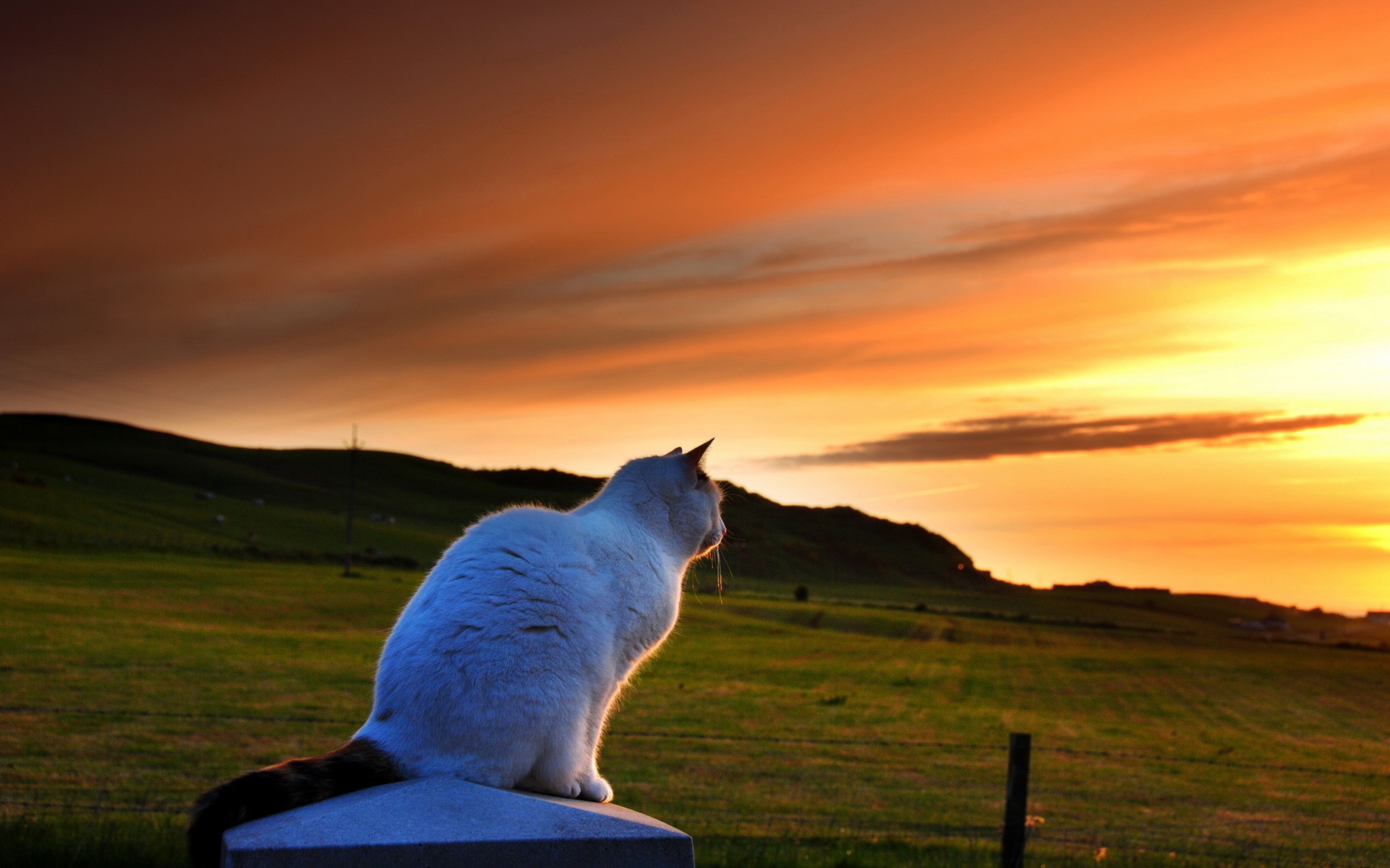 cat, Looking, To, Sunset Wallpaper