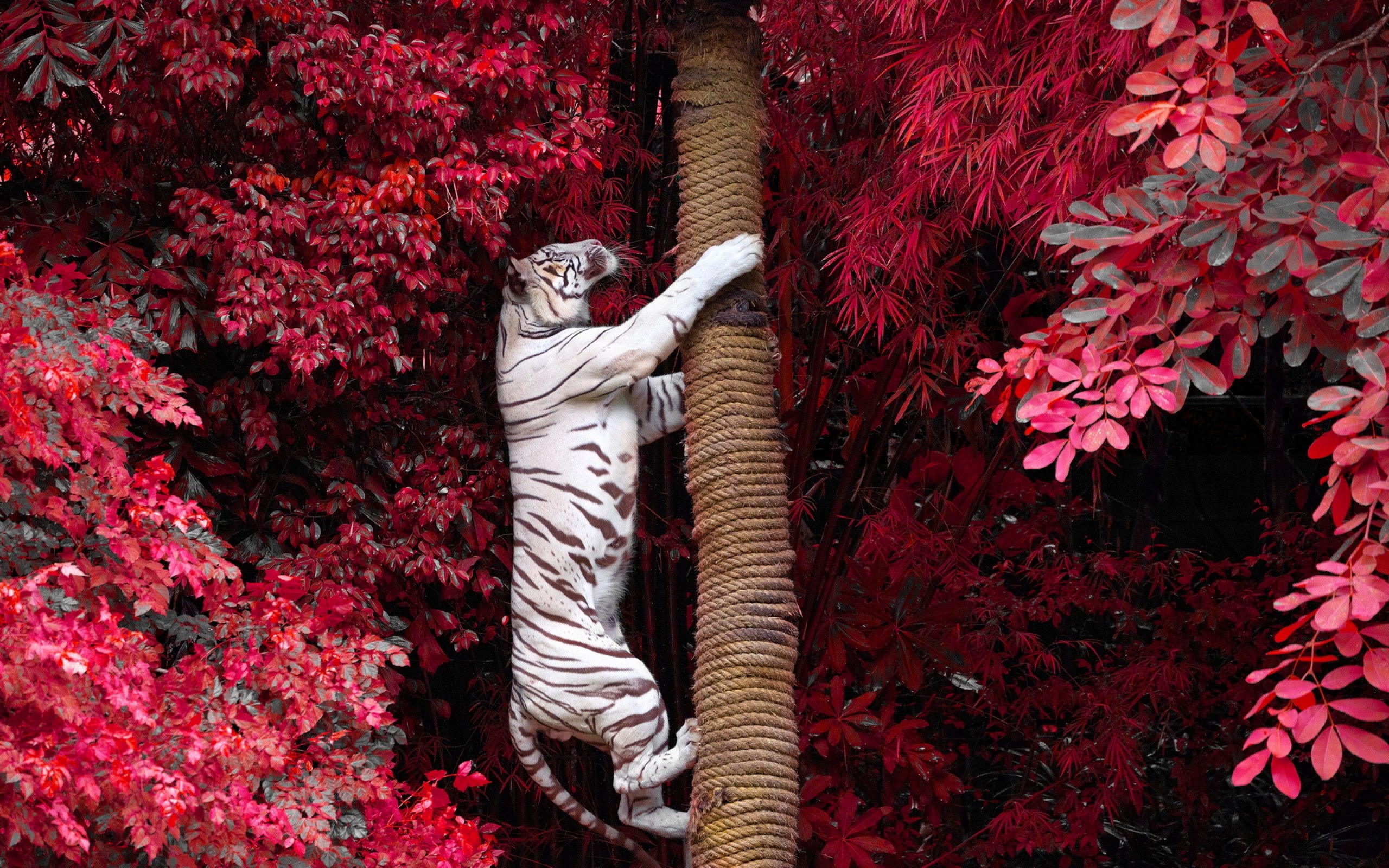tiger, Cat Wallpaper