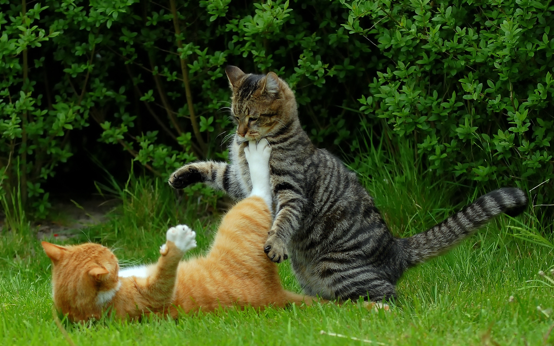 Cat Fight Wallpapers Hd Desktop And Mobile Backgrounds