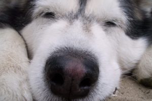 alaskan, Malamute, Snowdog, Sleeping