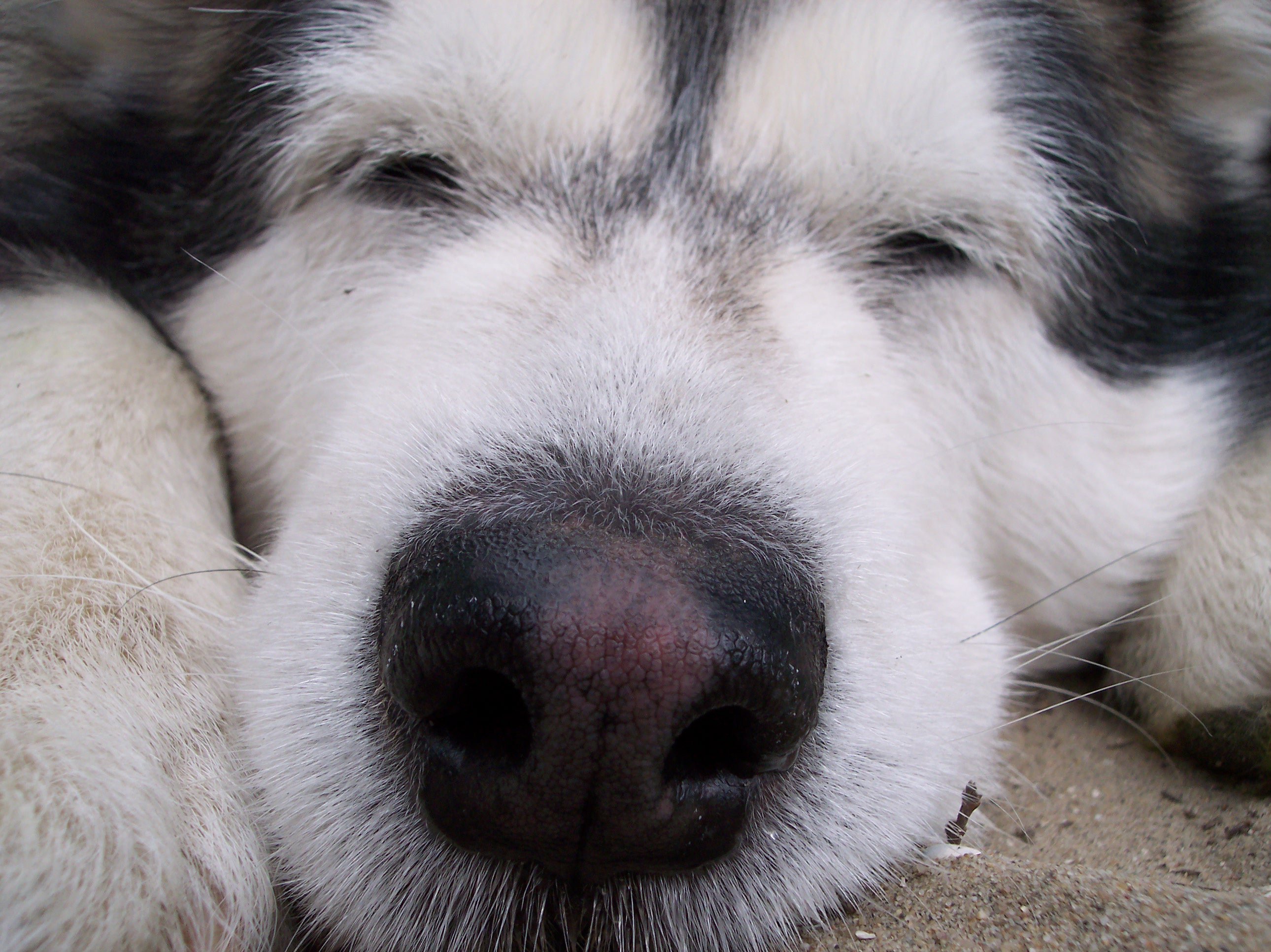 alaskan, Malamute, Snowdog, Sleeping Wallpaper