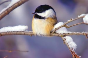 bird, Snow, Sinitchka, Cute, Winter, Branch