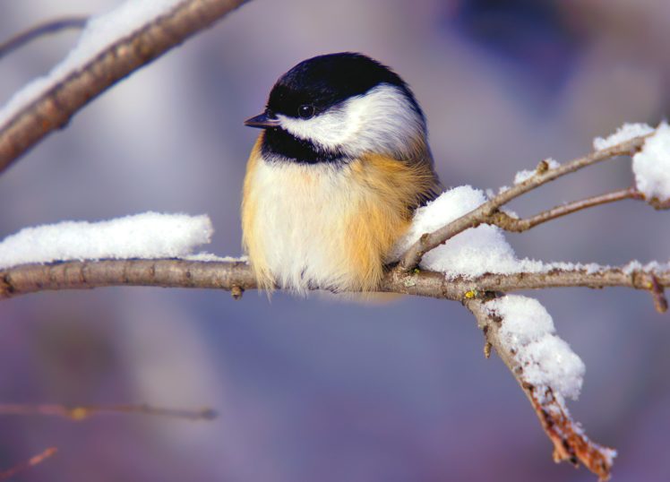 bird, Snow, Sinitchka, Cute, Winter, Branch HD Wallpaper Desktop Background