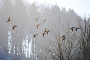 birds, Spring, Nature, Morning, Fog