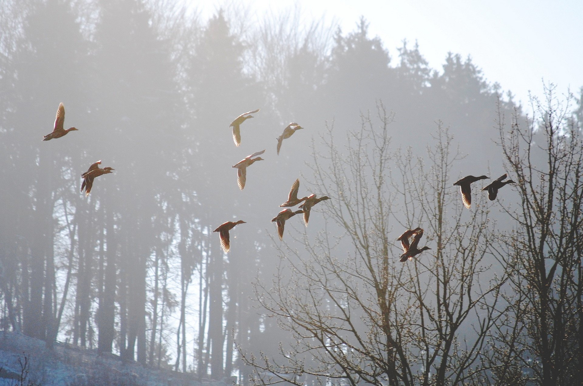 birds, Spring, Nature, Morning, Fog Wallpaper