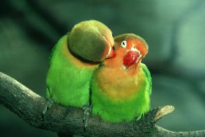 birds, Parrots, Love, Green