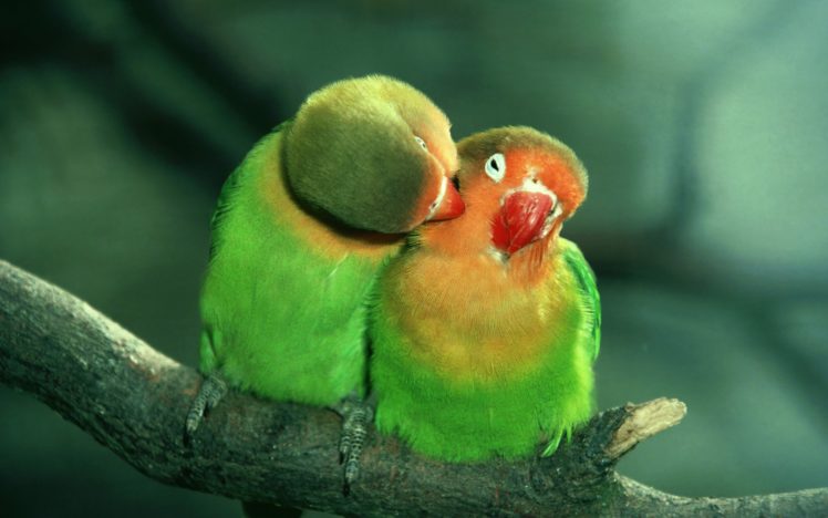 birds, Parrots, Love, Green HD Wallpaper Desktop Background