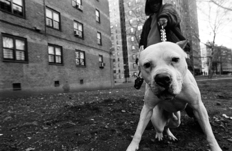 Gangster Pitbull Dog Wallpaper - PetsWall