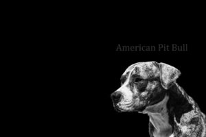 american, Pit, Bull, Terrier, Dog