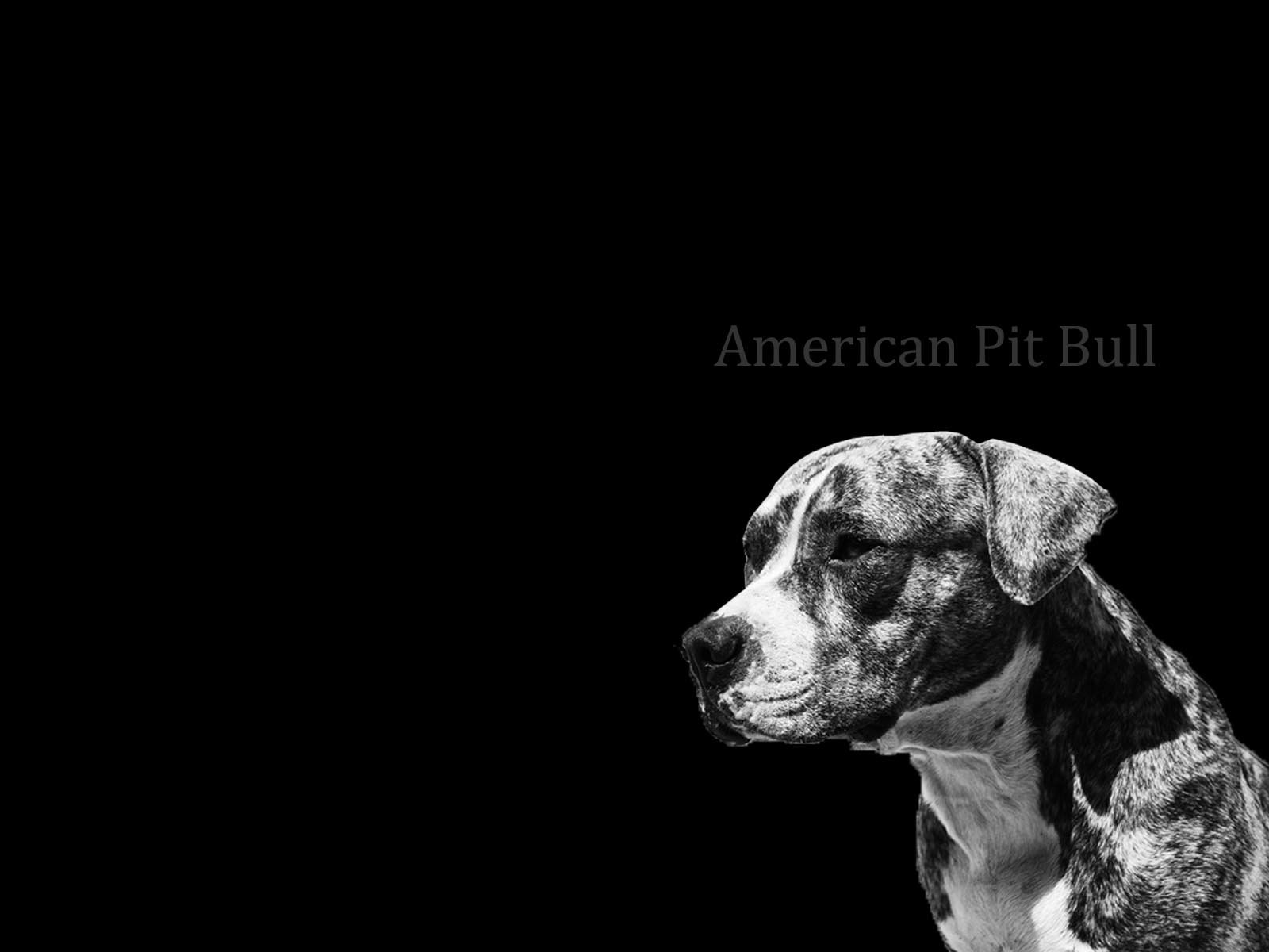 american, Pit, Bull, Terrier, Dog Wallpaper