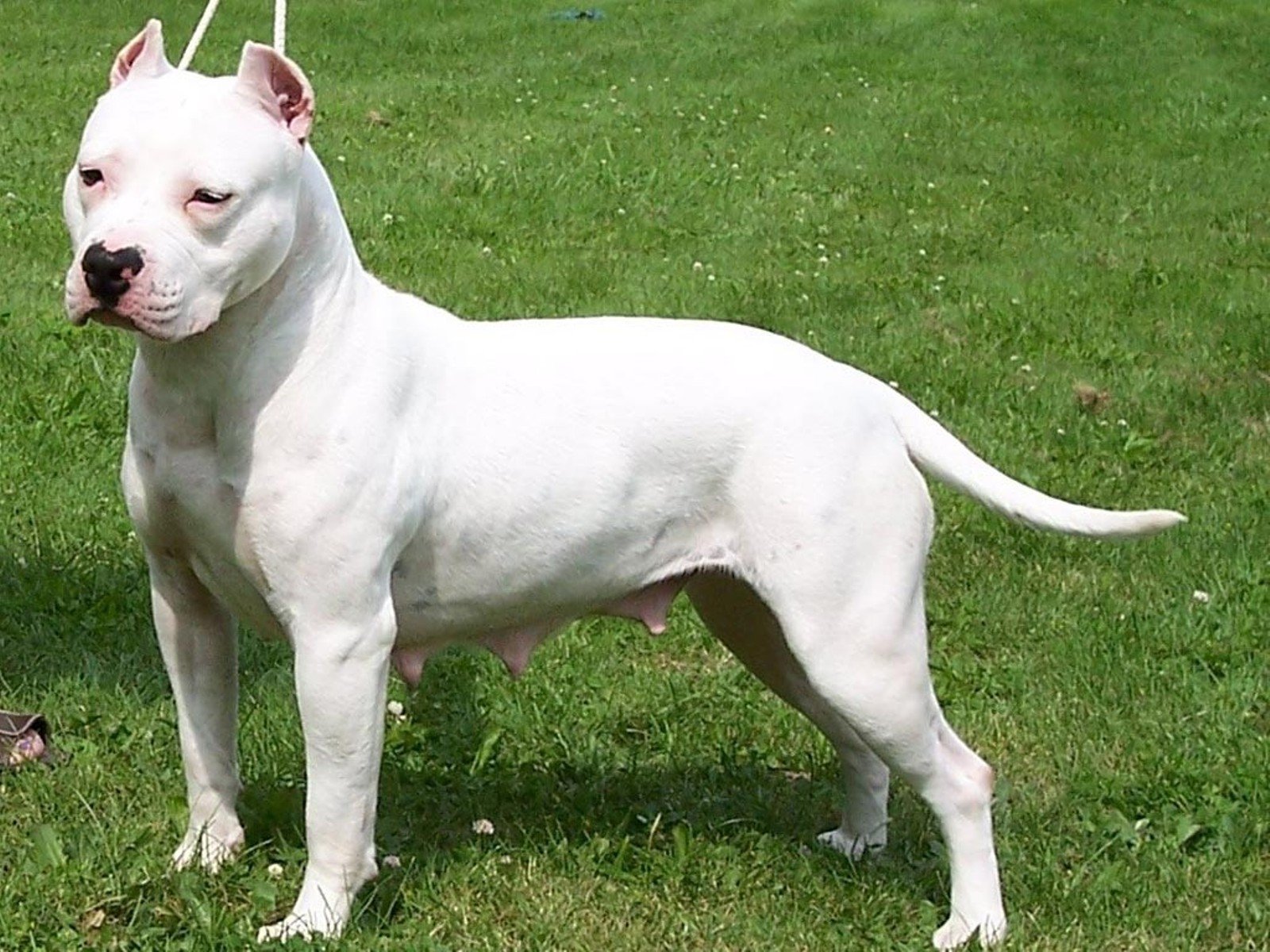 american, Pit, Bull, Terrier, Dog Wallpapers HD / Desktop and Mobile