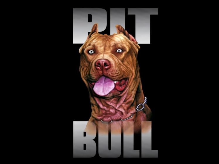 american, Pit, Bull, Terrier, Dog HD Wallpaper Desktop Background