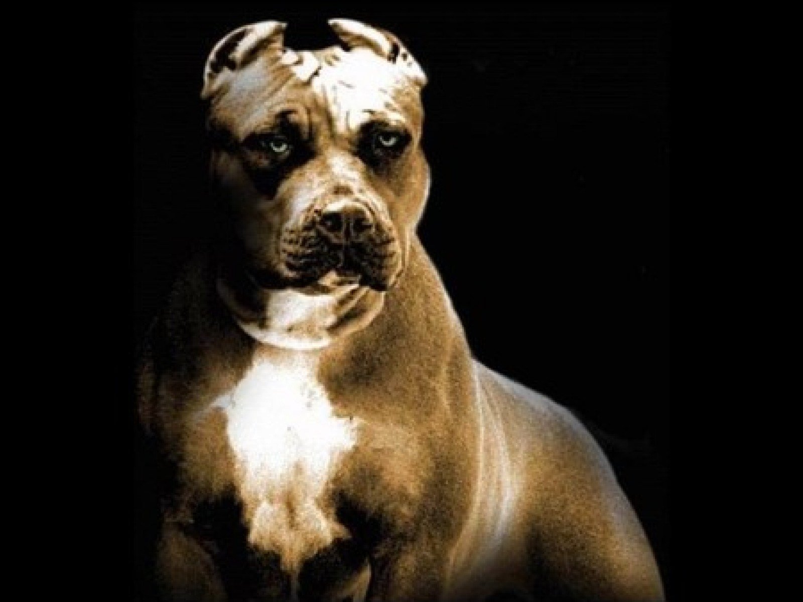 american, Pit, Bull, Terrier, Dog Wallpaper