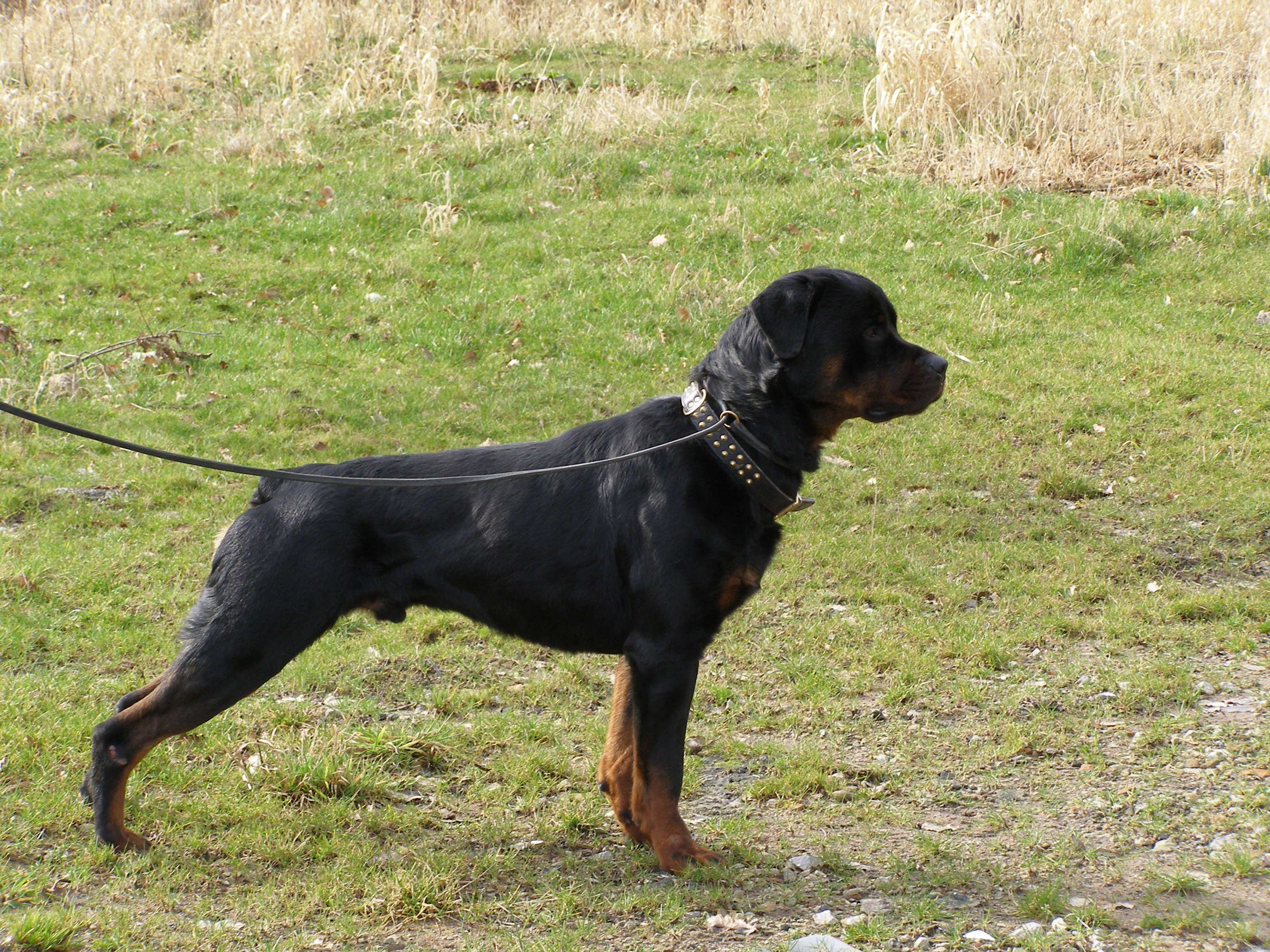 rottweiler, Dog, Dogs Wallpapers HD / Desktop and Mobile Backgrounds