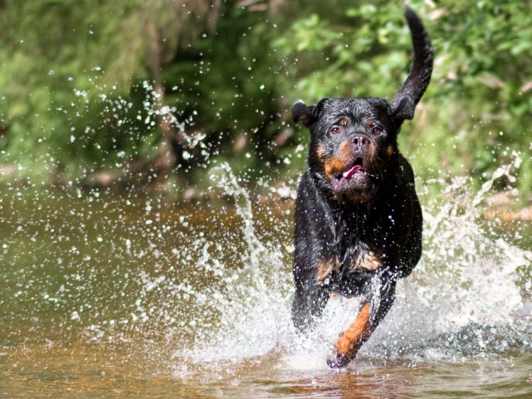 rottweiler, Dog, Dogs Wallpapers HD