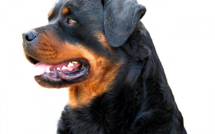 rottweiler, Dog, Dogs HD Wallpaper Desktop Background