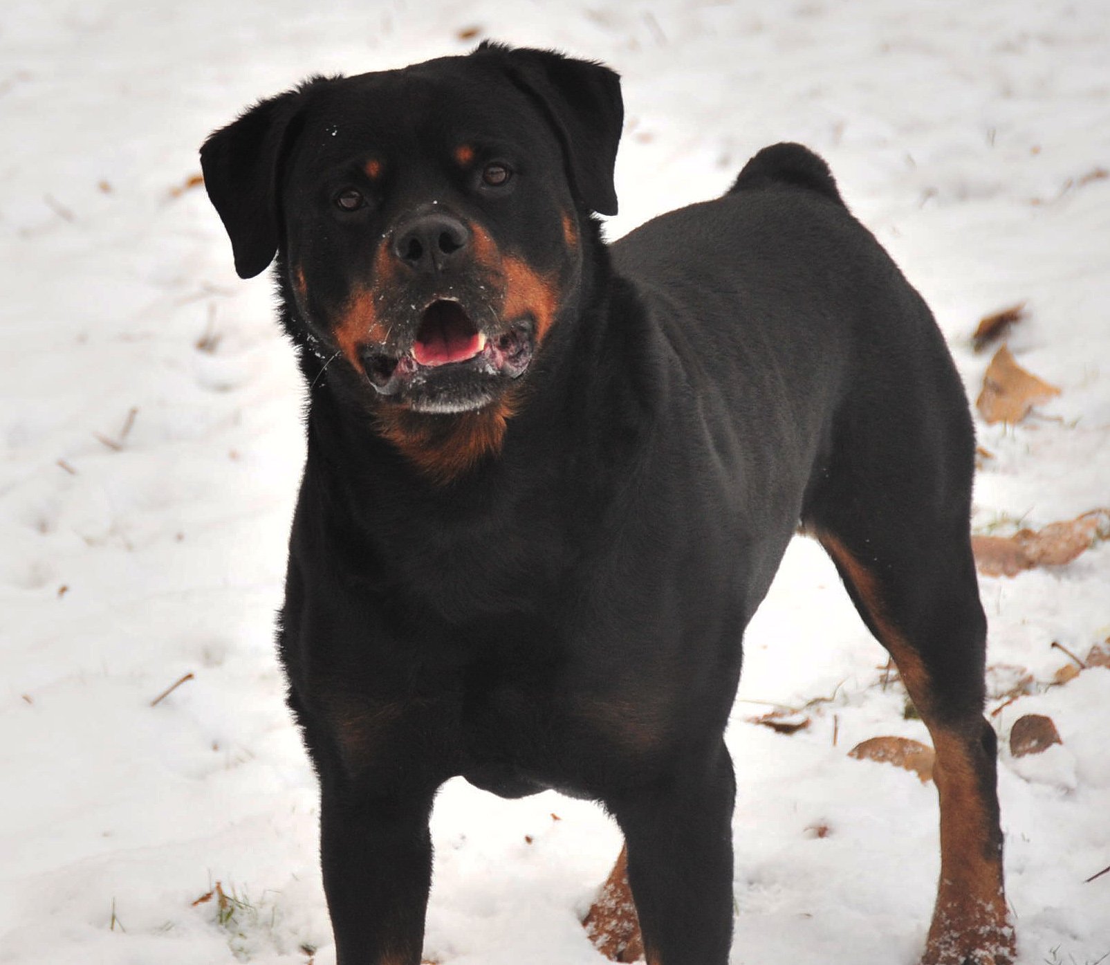 rottweiler, Dog, Dogs Wallpaper