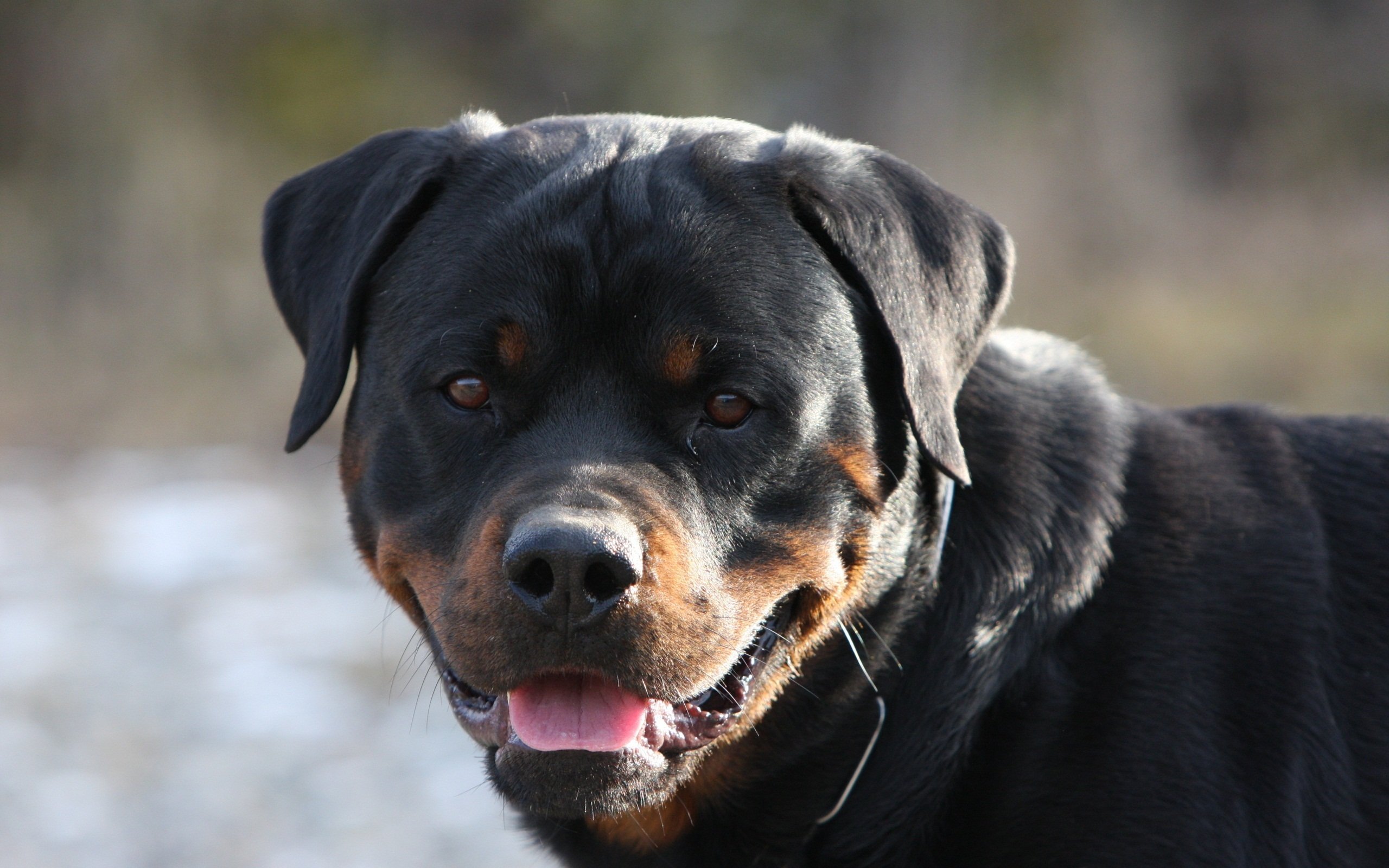 rottweiler, Dog, Dogs Wallpapers HD / Desktop and Mobile Backgrounds