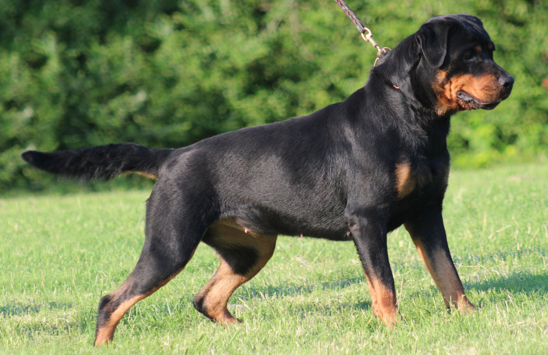 rottweiler, Dog, Dogs Wallpaper