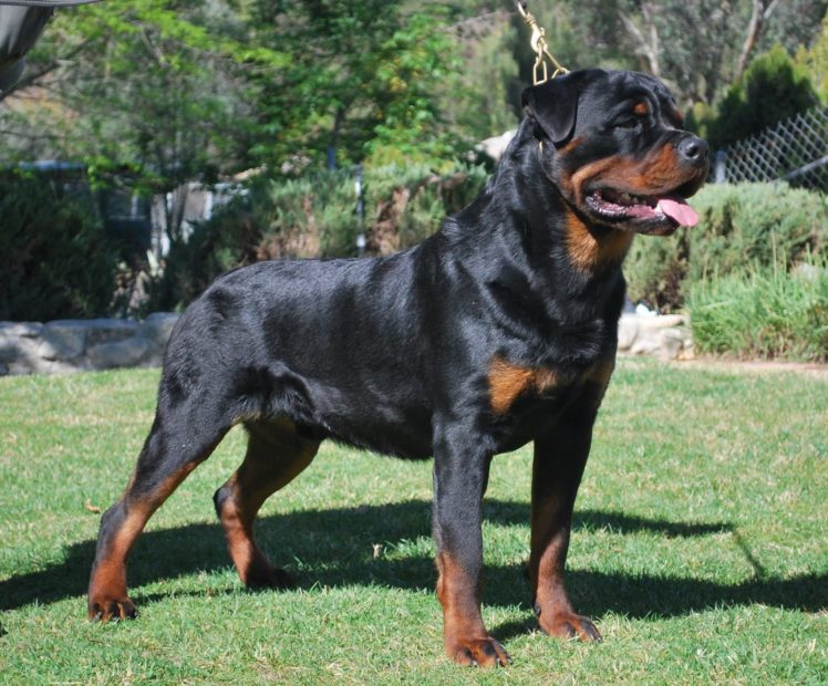 rottweiler, Dog, Dogs Wallpapers HD / Desktop and Mobile Backgrounds