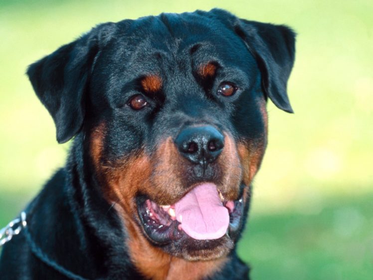 rottweiler, Dog, Dogs HD Wallpaper Desktop Background