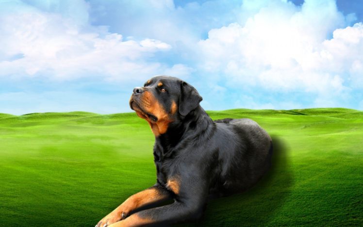 rottweiler, Dog, Dogs HD Wallpaper Desktop Background