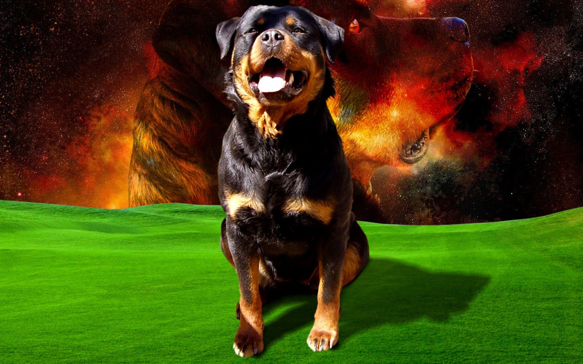rottweiler, Dog, Dogs Wallpaper