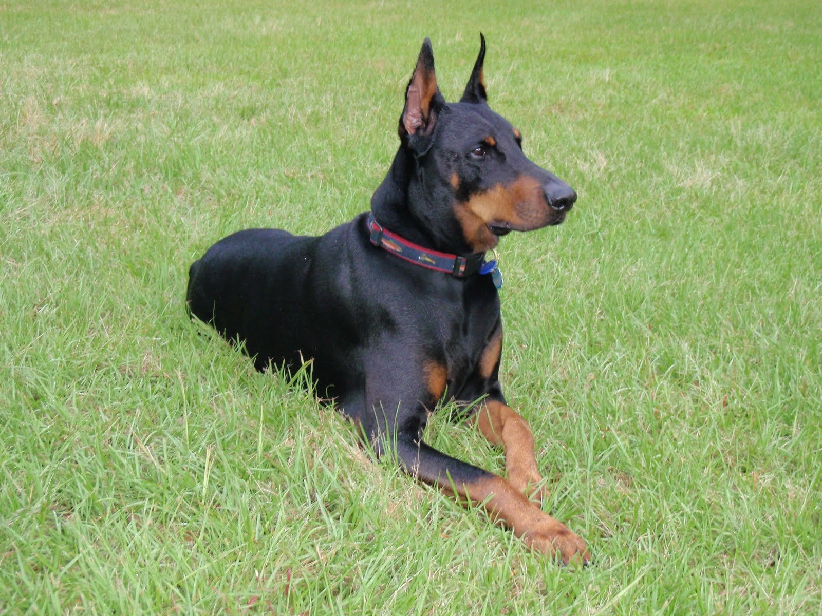 doberman, Pinscher, Dog, Dogs Wallpaper