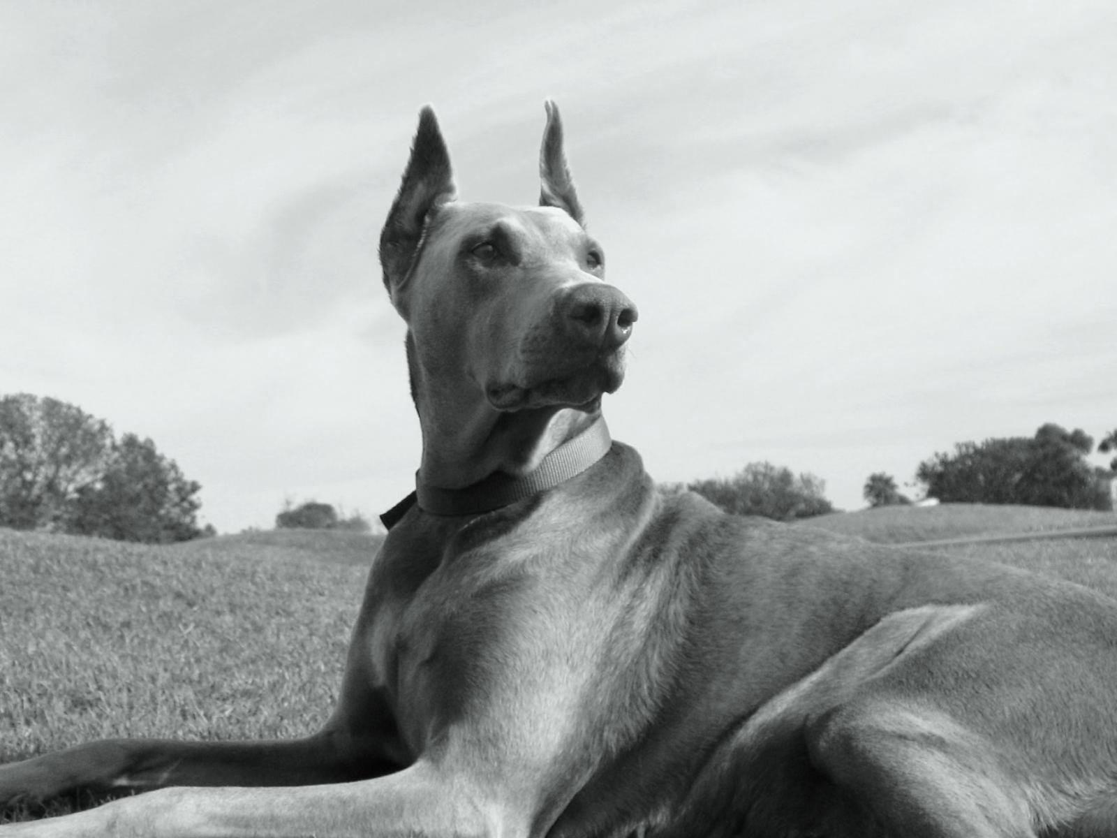 doberman, Pinscher, Dog, Dogs Wallpaper