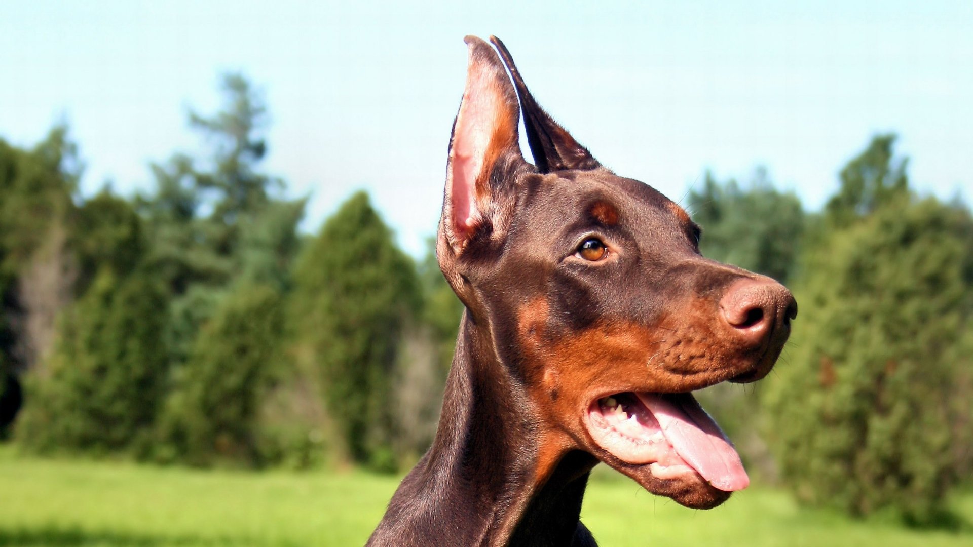 doberman, Pinscher, Dog, Dogs Wallpaper