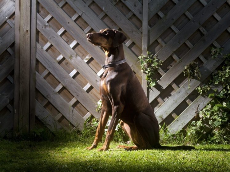 doberman, Pinscher, Dog, Dogs HD Wallpaper Desktop Background