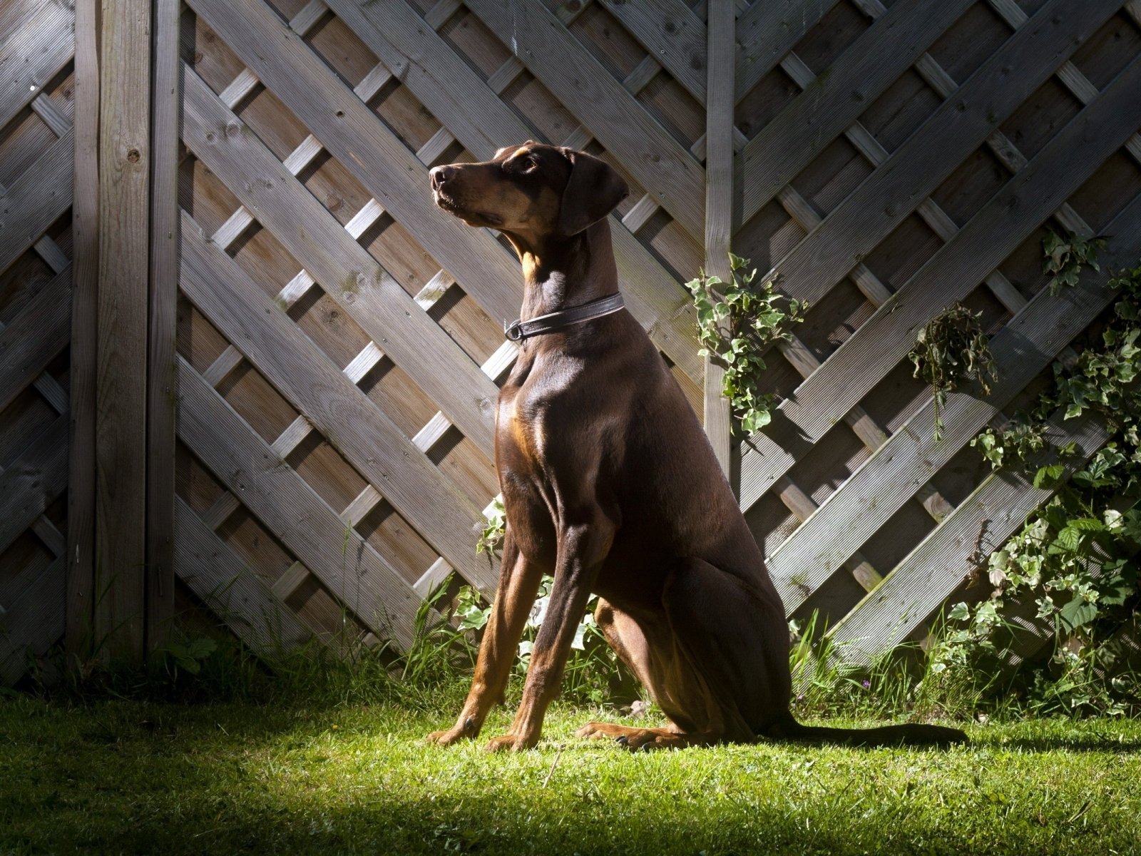 doberman, Pinscher, Dog, Dogs Wallpaper