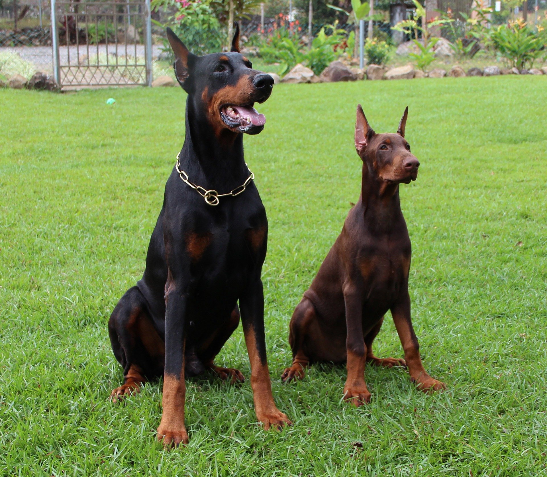 doberman, Pinscher, Dog, Dogs