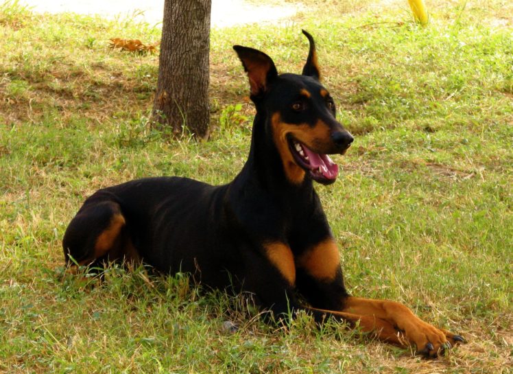 doberman, Pinscher, Dog, Dogs HD Wallpaper Desktop Background