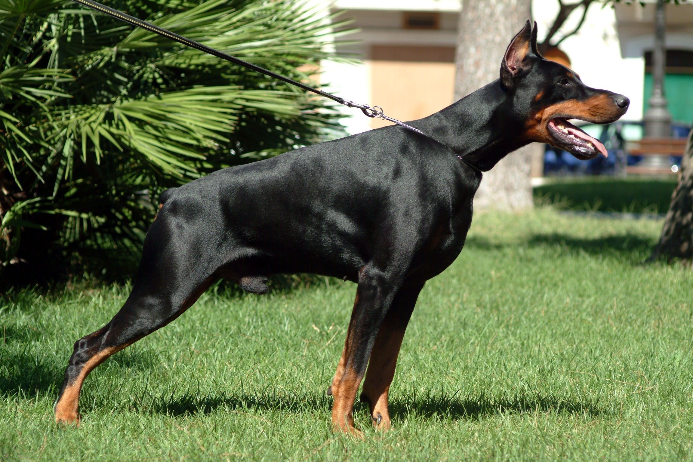 doberman, Pinscher, Dog, Dogs Wallpaper