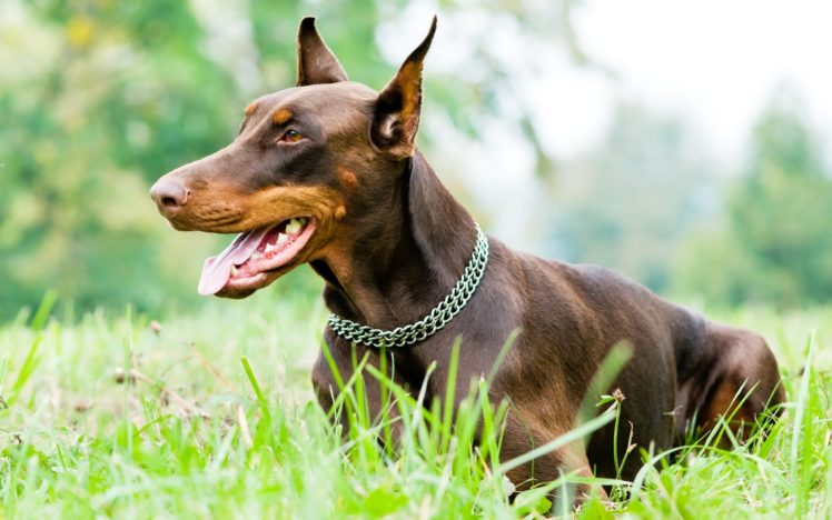 doberman, Pinscher, Dog, Dogs HD Wallpaper Desktop Background